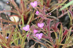 Cyanotis fasciculata